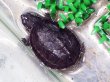 画像2: ミシシッピーニオイガメ ベビー(3.5cm±)ブリード (2)