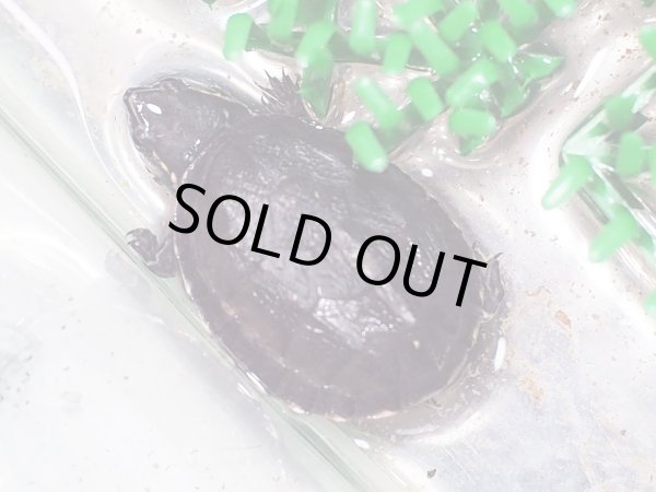 画像2: ミシシッピーニオイガメ ベビー(3.5cm±)ブリード (2)