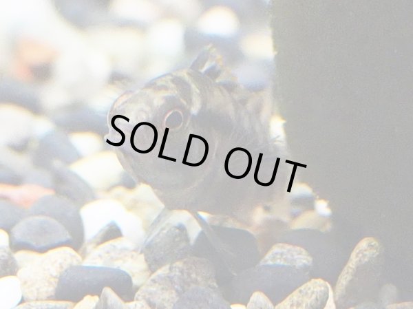 画像2: アピストグラマ SP.アルトバウペスII メスのみ WILD (2)