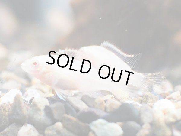 画像2: ペルヴィカクロミス プルケール アルビノ ブリード (2)