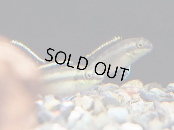 画像2: ペルヴィカクロミス プルケール ブリード (2)