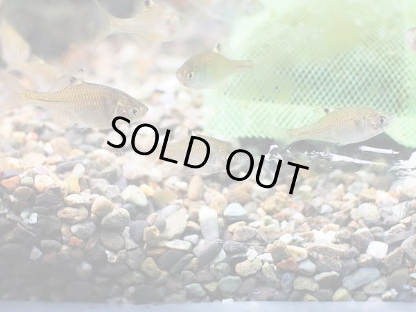 画像2: ニッポンバラタナゴ 八尾産 (2)