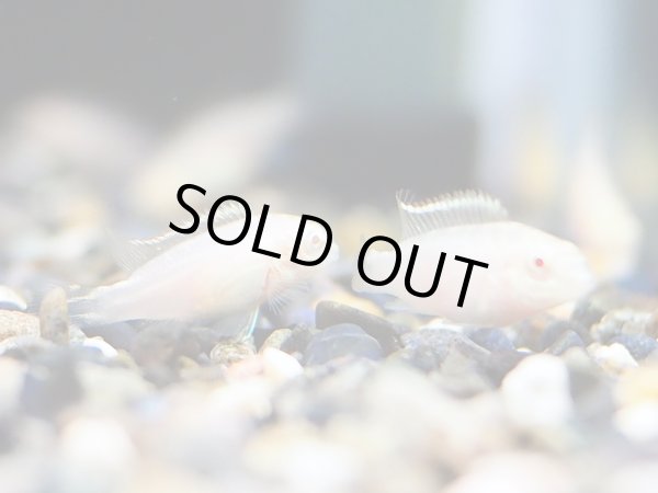 画像3: ペルヴィカクロミス プルケール アルビノ ブリード (3)