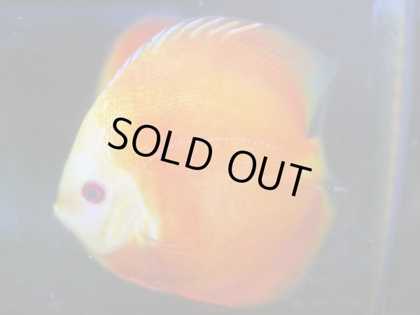 画像4: ディスカス スーパーレッドメロン 1ペア(12cm±) (4)