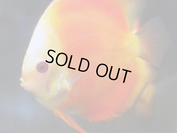 画像3: ディスカス スーパーレッドメロン 1ペア(12cm±) (3)