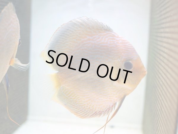 画像3: ディスカス チャンピオンキング 1ペア(14cm±) (3)