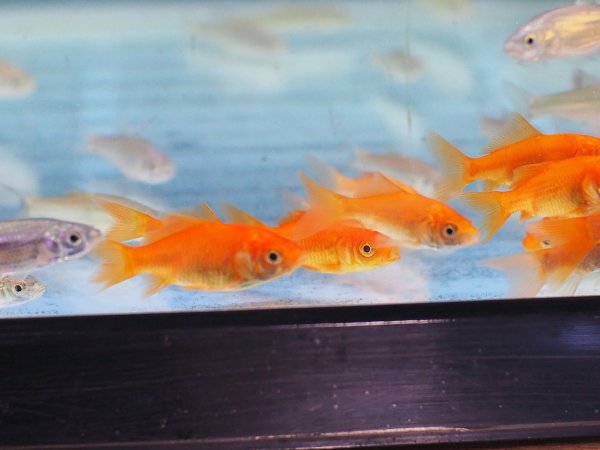 画像1: エサ用小魚(小赤)10匹 (1)