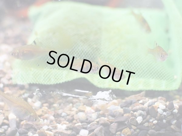 画像3: ニッポンバラタナゴ 八尾産 (3)