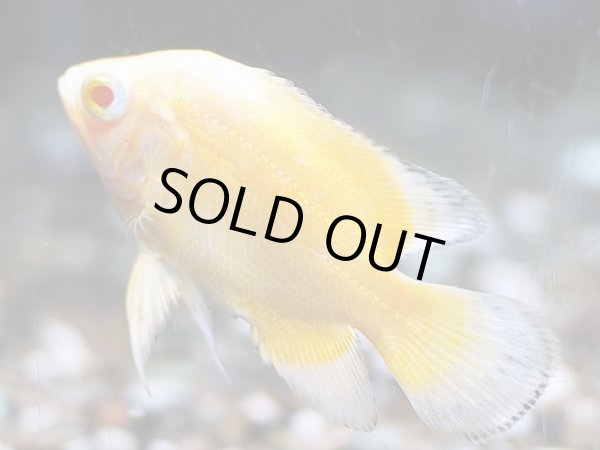 画像2: アルビノレモンオスカー(4cm±) (2)