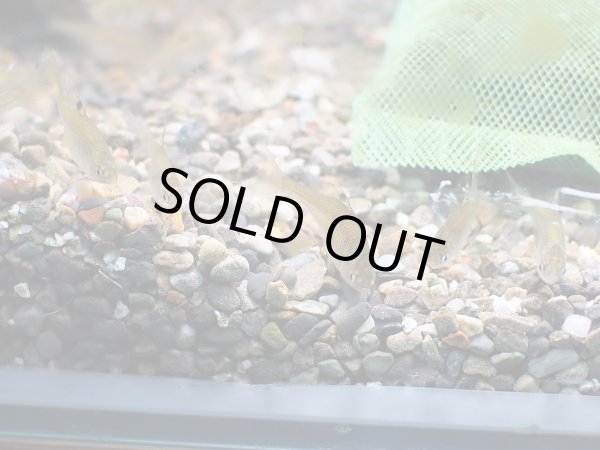 画像4: ニッポンバラタナゴ 八尾産 (4)