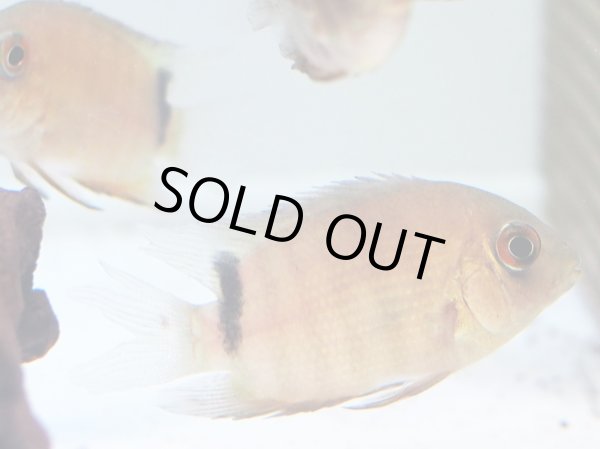 画像2: セベラム(7cm±)WILDコロンビア (2)