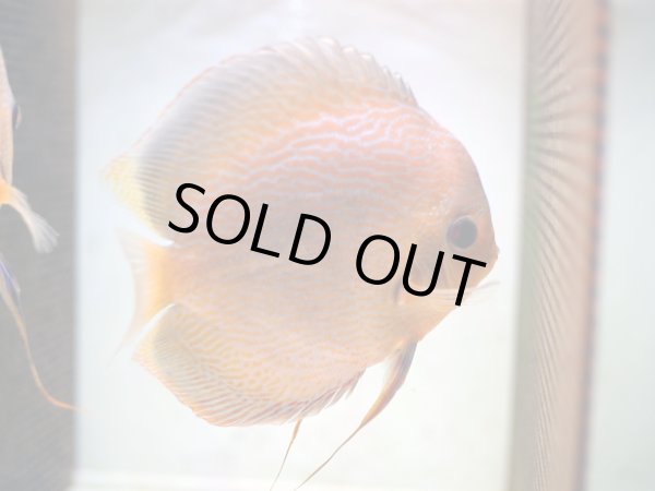 画像4: ディスカス チャンピオンキング 1ペア(14cm±) (4)