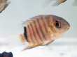 画像1: セベラム(7cm±)WILDコロンビア (1)