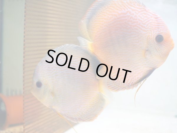 画像2: ディスカス チャンピオンキング 1ペア(14cm±) (2)