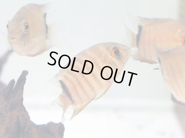 画像3: セベラム(7cm±)WILDコロンビア (3)