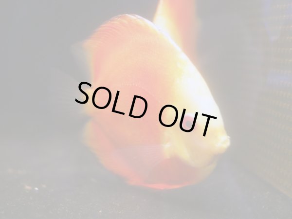 画像2: ディスカス スーパーレッドメロン 1ペア(12cm±) (2)