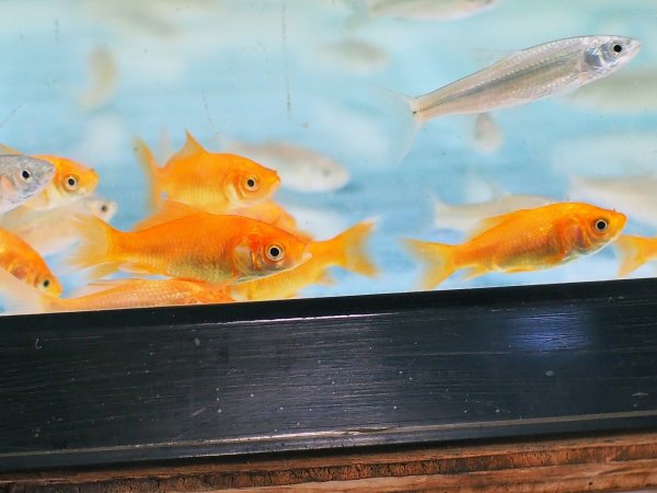 画像3: エサ用小魚(小赤)10匹 (3)