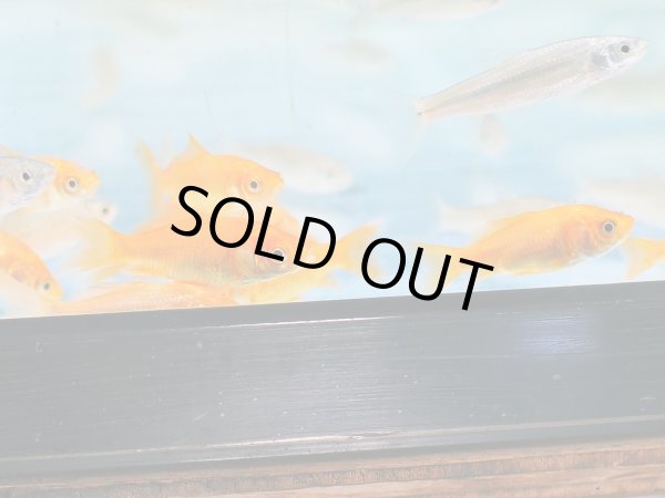 画像3: エサ用小魚(小赤)10匹 (3)