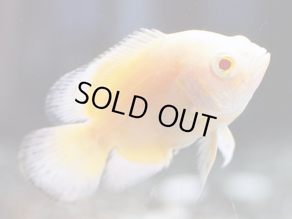 画像3: アルビノレモンオスカー(4cm±) (3)