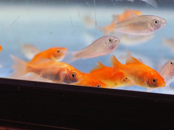 画像2: エサ用小魚(小赤)10匹 (2)