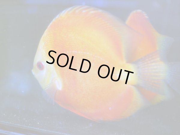 画像5: ディスカス スーパーレッドメロン 1ペア(12cm±) (5)