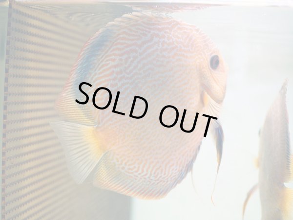 画像5: ディスカス チャンピオンキング 1ペア(14cm±) (5)