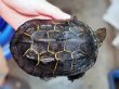 画像1: クサガメ メス (14cm±) WILD (1)