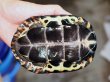 画像2: クサガメ メス (14cm±) WILD (2)