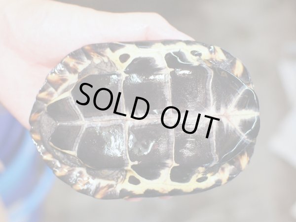 画像2: クサガメ メス (14cm±) WILD (2)