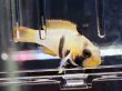画像3: アピストグラマ ナイスニー 1ペア EUブリード (3)
