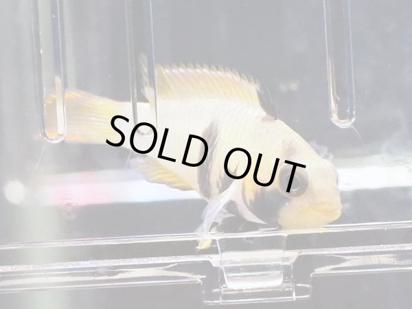 画像3: アピストグラマ ナイスニー 1ペア EUブリード (3)