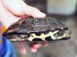 画像3: クサガメ メス (14cm±) WILD (3)