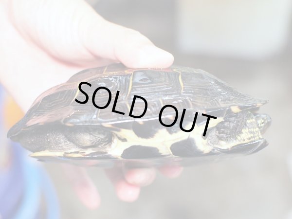 画像3: クサガメ メス (14cm±) WILD (3)