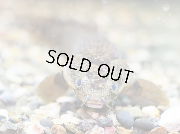 画像3: ポリプテルス パルマス(17cm±) (3)