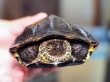 画像5: クサガメ メス (14cm±) WILD (5)