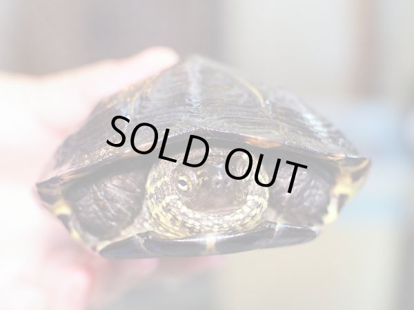 画像5: クサガメ メス (14cm±) WILD (5)