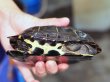 画像4: クサガメ メス (14cm±) WILD (4)