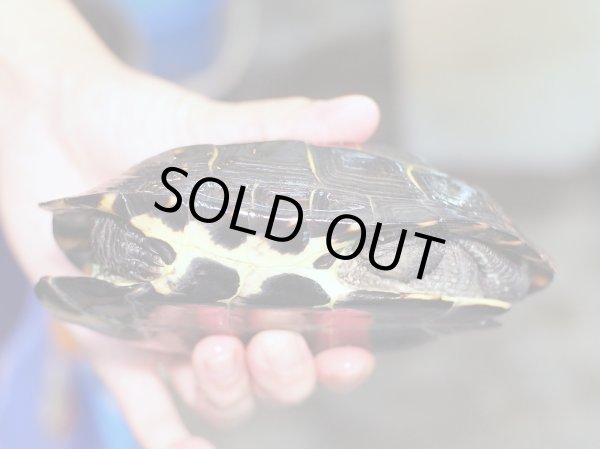 画像4: クサガメ メス (14cm±) WILD (4)