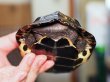 画像6: クサガメ メス (14cm±) WILD (6)