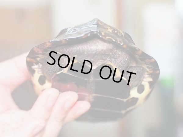 画像6: クサガメ メス (14cm±) WILD (6)