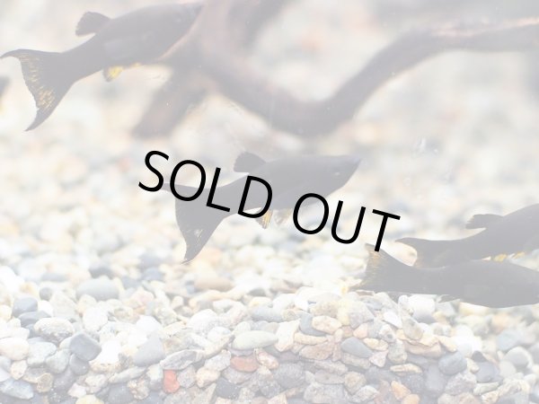 画像2: ブラックライヤーテール モーリー ペア (2)