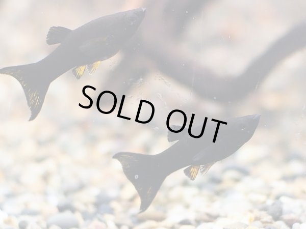 画像3: ブラックライヤーテール モーリー ペア (3)