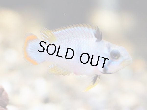 画像2: アピストグラマ ナイスニー 1ペア EUブリード (2)