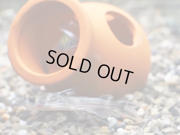 画像2: ギギ(4cm±)WILD和歌山 (2)