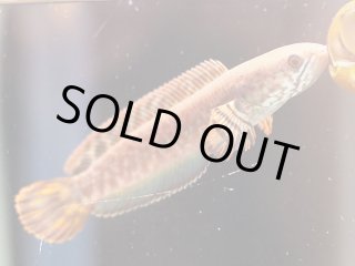 スネークヘッド♪ | 魚銀座m8堂＆リベルめだか