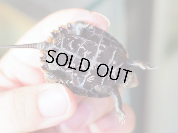 画像2: ニホンイシガメ ベビー(4cm±) ブリードB (2)