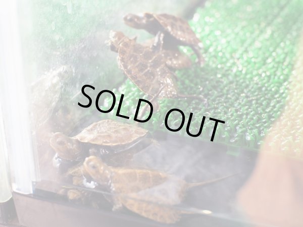 画像3: ニホンイシガメ ベビー(4cm±) ブリードB (3)