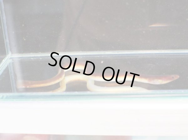 画像4: ピンクイール(15cm±)WILDインドネシア (4)