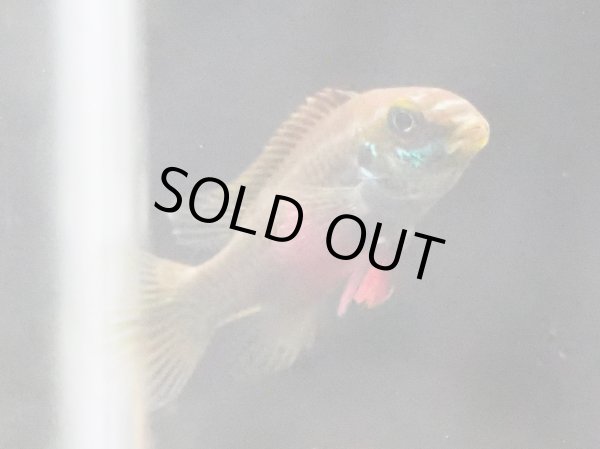 画像2: ペルヴィカ サクリモンティス WILDナイジェリア (2)