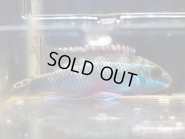 画像3: ペルヴィカ サクリモンティス WILDナイジェリア (3)